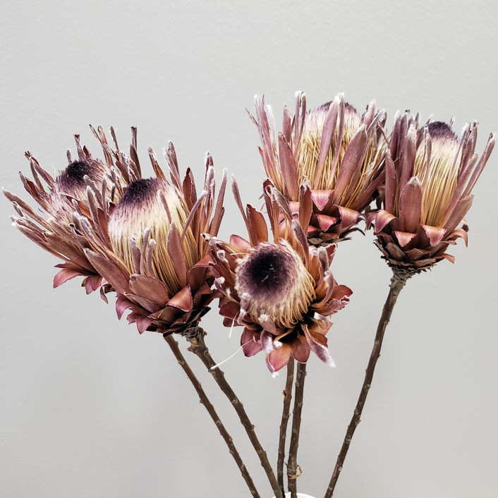 Dried Protea Flowers | 5stems