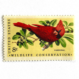 This is a red stamps by Heritage Post House called cardinal postage stamps | christmas holidays | wildlife conservation series | christmas & wedding stamps | vintage unused usps postage 8c | pack of 10 in standard