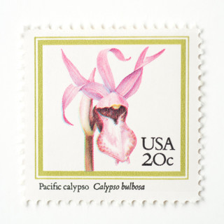 This is a pink stamps by Flourish Fine Writing called 20 cent pacific calypso orchid stamps // set of 10 // unused vintage stamps in standard