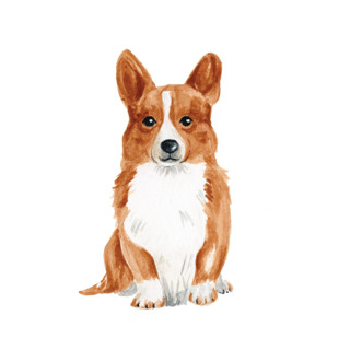 This is a multicolorassorted-colors design elements by Sarah Knight called custom dog icon in standard